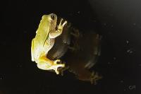 Hyla arborea