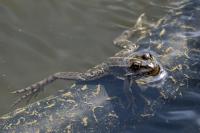 Pelophylax kl. esculentus