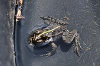 Pelophylax kl. esculentus