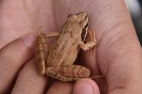 Rana dalmatina