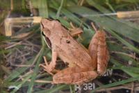 Rana dalmatina