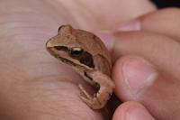 Rana dalmatina