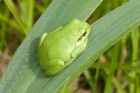 Hyla arborea