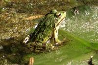 Pelophylax