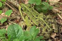Pelophylax