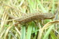 Lissotriton vulgaris