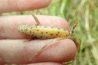Lissotriton vulgaris