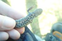 Triturus cristatus x T. marmoratus