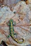 Triturus marmoratus
