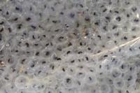 Rana temporaria