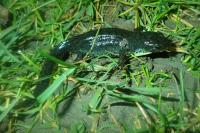 Ichthyosaura alpestris