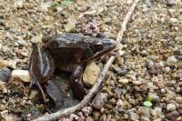 Rana dalmatina