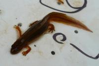 Lissotriton helveticus