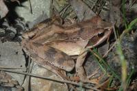 Rana dalmatina