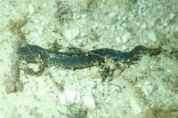 Ichthyosaura alpestris