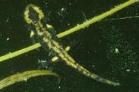 Salamandra salamandra