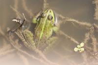 Pelophylax