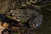 Pelophylax