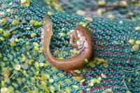 Lissotriton helveticus