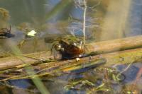 Pelophylax