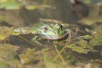 Pelophylax