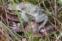 Bufo spinosus