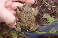 Bufo spinosus