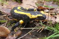 Salamandra salamandra