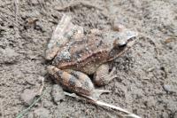 Rana dalmatina