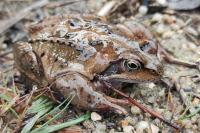 Rana temporaria