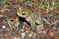 Bufo bufo