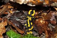 Salamandra salamandra