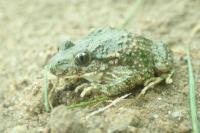 Pelodytes punctatus