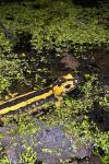 Salamandra salamandra