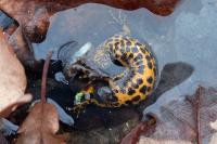 Triturus cristatus