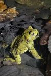 Bufo bufo