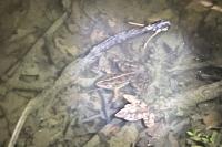 Pelophylax kl. esculentus