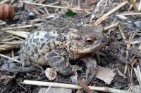 Bufo bufo
