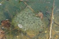 Rana dalmatina