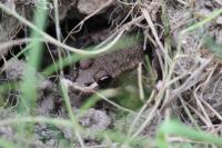 Rana dalmatina