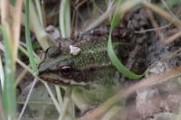 Pelophylax kl. esculentus