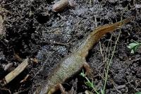 Lissotriton helveticus