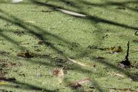 Pelophylax kl. esculentus