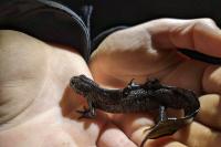 Triturus cristatus