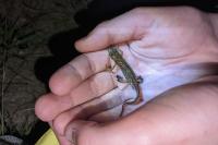 Lissotriton helveticus