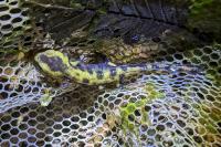 Salamandra salamandra