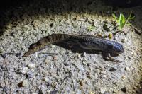 Triturus marmoratus