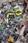 Salamandra salamandra