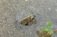 Epidalea calamita