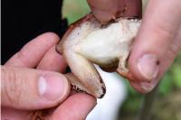 Rana dalmatina